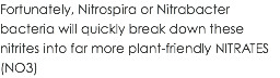 Fortunately, Nitrospira or Nitrabacter bacteria will quickly break down these nitrites into far more plant-friendly NITRATES (NO3)